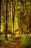 HDR : High Dynamic Range Photography (HDRI, or simply HDR)
HDR high dynamic range images utilize a set of techniques that allow a greater dynamic range of luminance between the lightest and darkest areas of an image than current standard digital imaging techniques or photographic methods. This wide dynamic range of luminous intensity allows high dynamic range images to more accurately represent the range of intensity levels found in real scenes; ranging from direct sunlight to faint starlight.


Please click on "Slideshow" at the top right handside of your page.